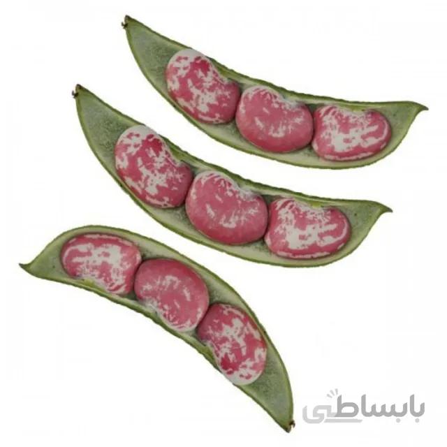 بذر لوبیا کریسمس بسته ۳۰ گرمی