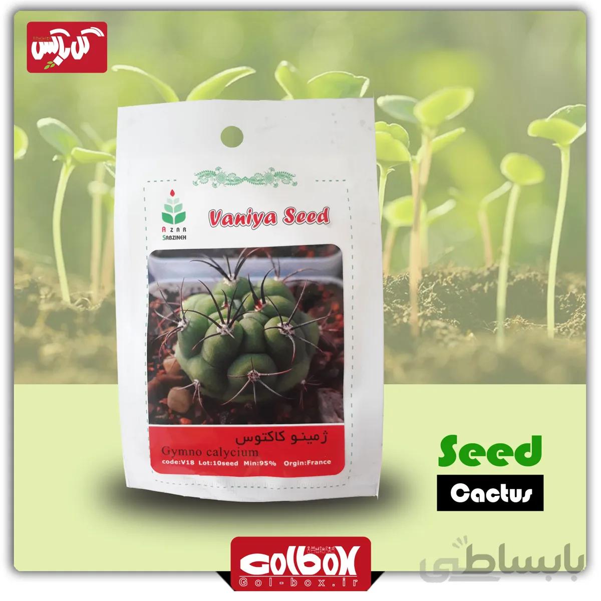 بذر گل کاکتوس ژمینو