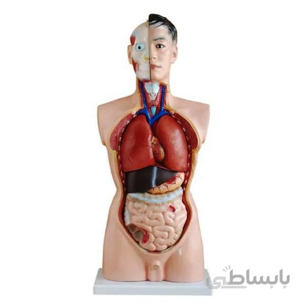 مولاژ نیم تنه ۱/۲ اندازه طبیعی ( 19 قسمتی )