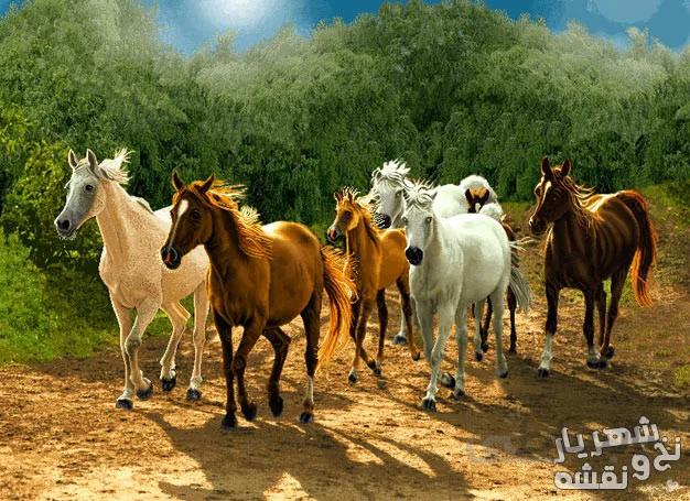 نخ و نقشه تابلو فرش گله اسب کد 91516
