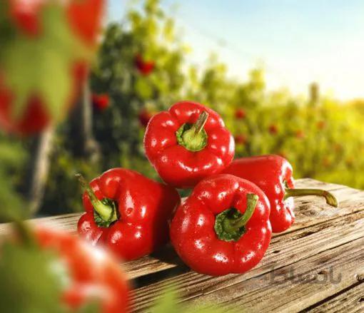 بذر فلفل دلمه قرمز آمریکایی بسته 20 عددی
