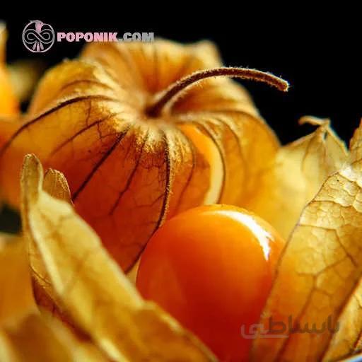 بذر فیسالیس غول هندی