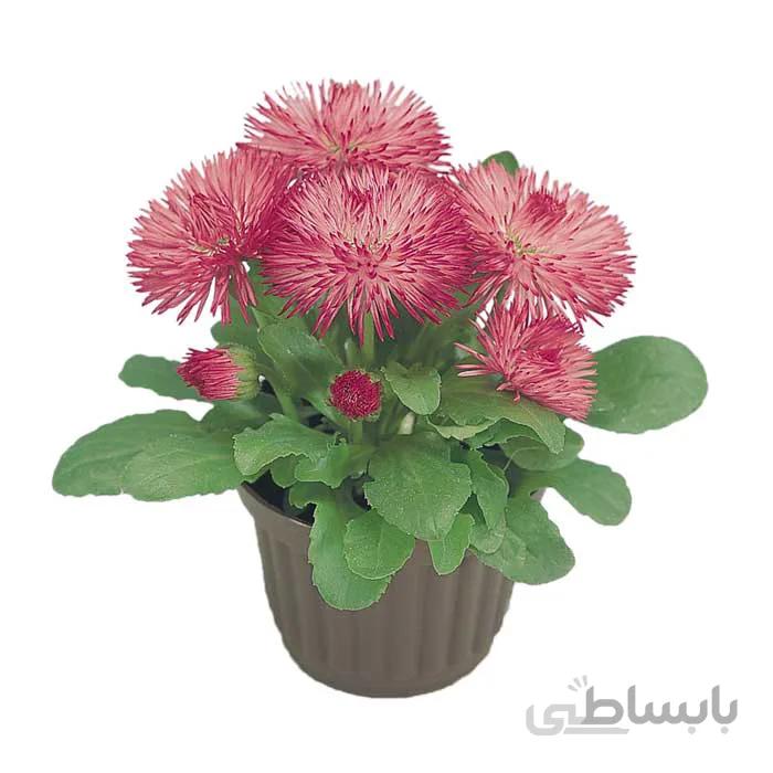 بذر میناچمنی صورتی Roggli pink