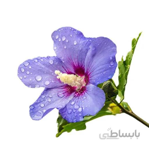 بذر گل ختمی ژاپنی بنفش