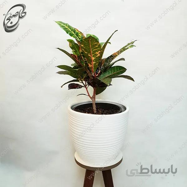 سفارش گل آنلاین – کروتون قرمز طرح C-014