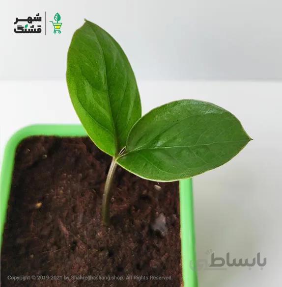 زامیفولیا سبز (سایز نشا)