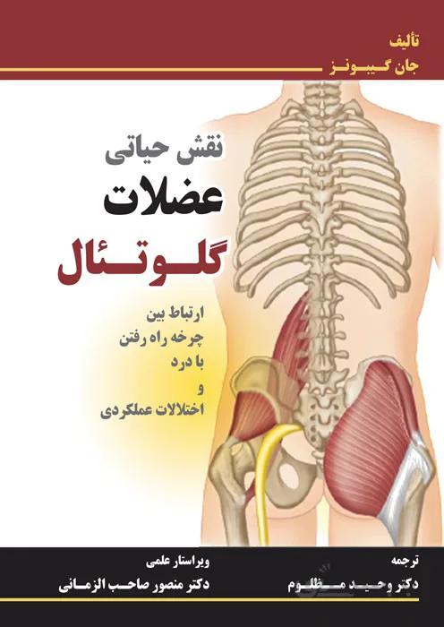 نقش حیاتی عضلات گلوتئال