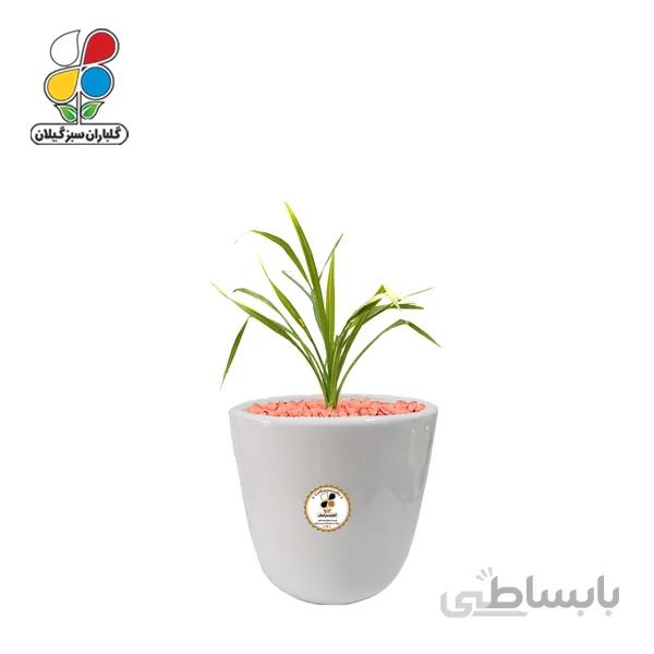 گیاه طبیعی گندمی کوچک گلباران