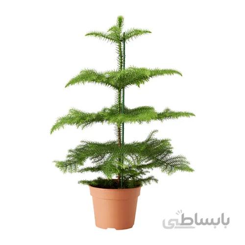 کاج مطبق سطل نیم زباله