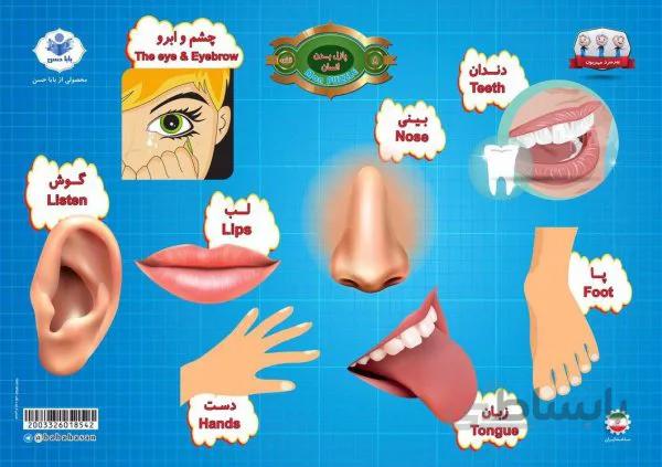پازل چوبی1تکه(بدن انسان)