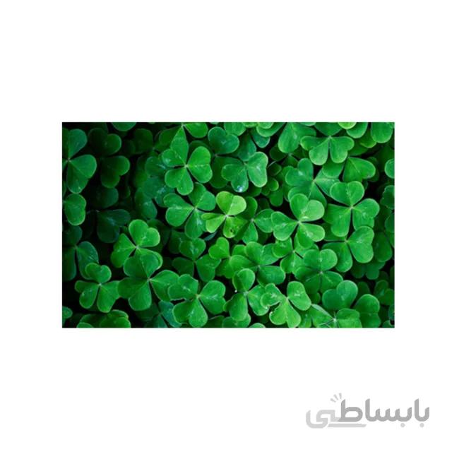بذر گیاه شبدر