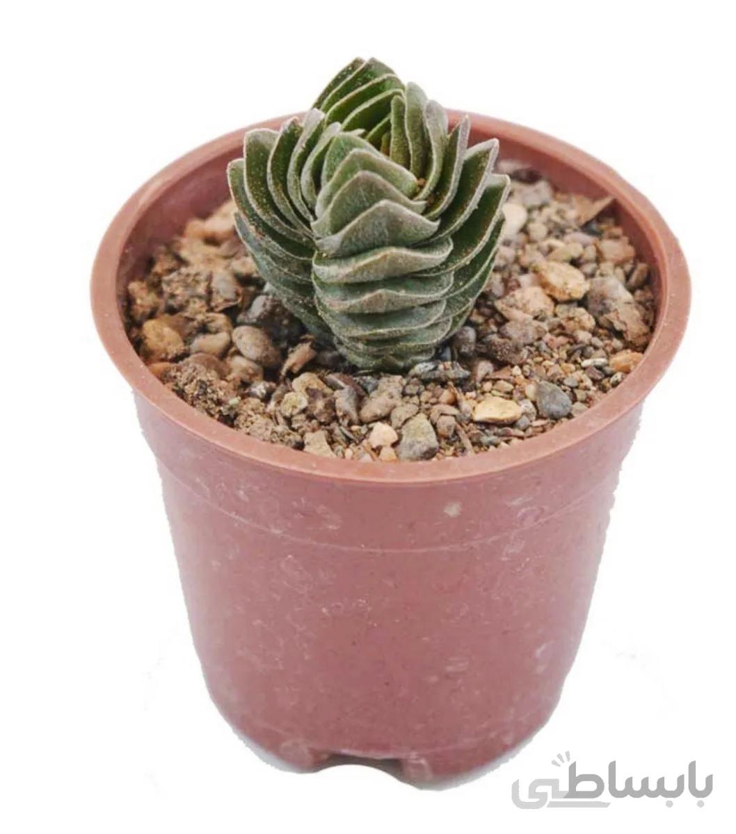 ساکولنت کراسولا معبد بودا | Crassula BUDDHA’S TEMPLE