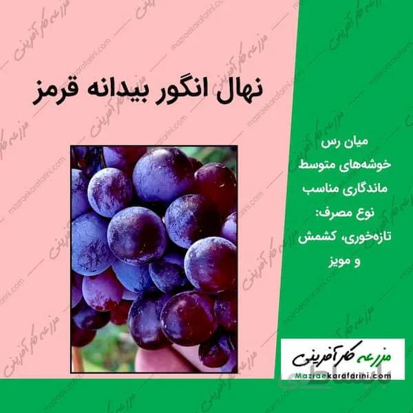نهال انگور بیدانه قرمز - کشمشی قرمز 2 ساله