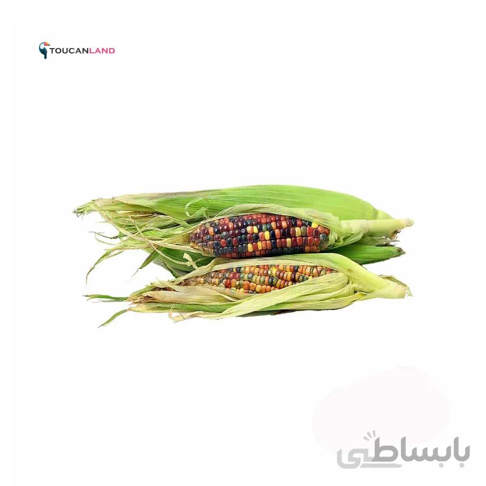 بذر ذرت رنگی