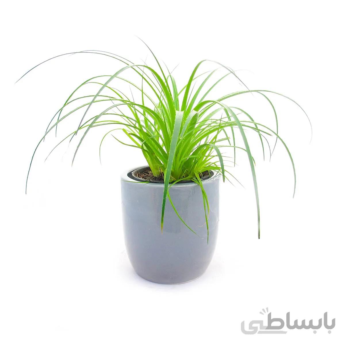 گیاه آگاو لیندا به همراه گلدان سفالی