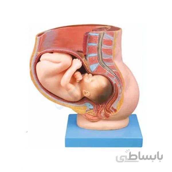 مولاژ حمالگی نمایش جنین 9 ماه در رحم