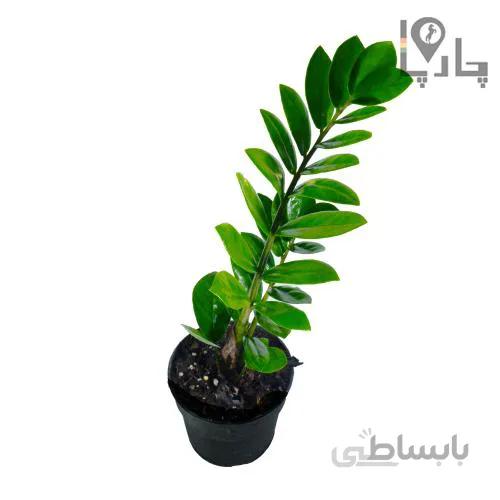گیاه آپارتمانی زاموفیلیا