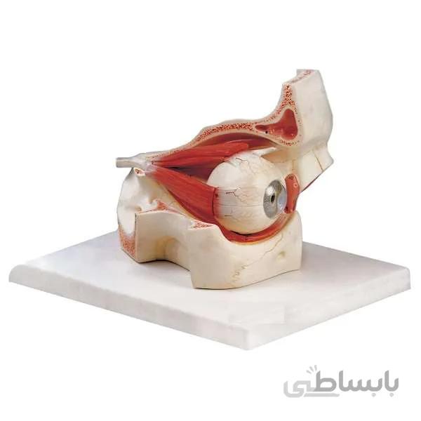 مولاژ چشم با نمایش ماهیچه
