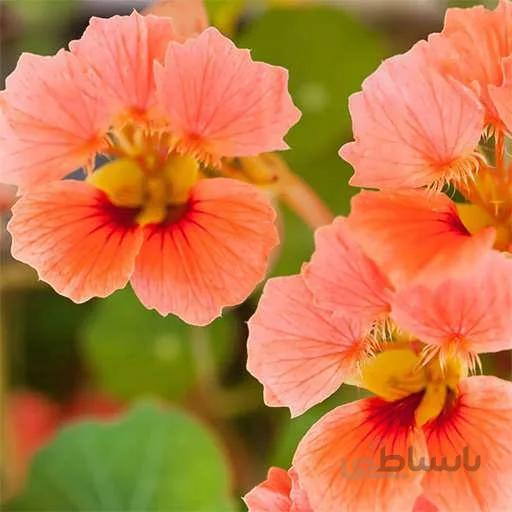بذر گل لادن گلبهی