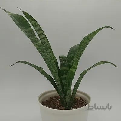 سانسوریا شمشیری بسیار باکیفیت