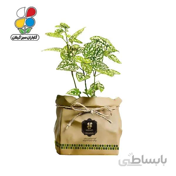 گیاه طبیعی گل سنگ گلباران سبز گیلان مدل GN13-29S