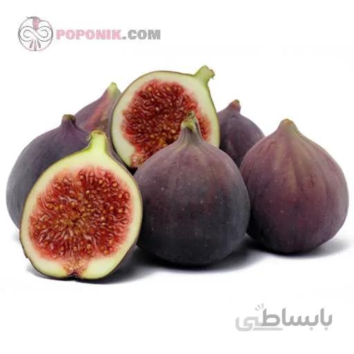 نهال انجیر سیاه خسروی