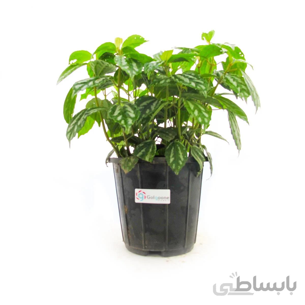 گیاه آپارتمانی پیله آ (آلومینیومی)