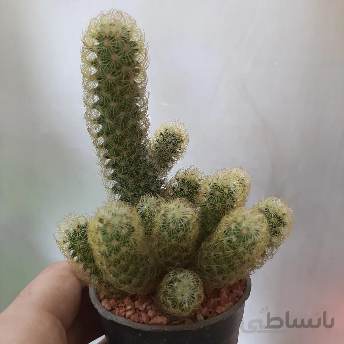 کاکتوس مامیلاریا پر بچه بسیار زیبا