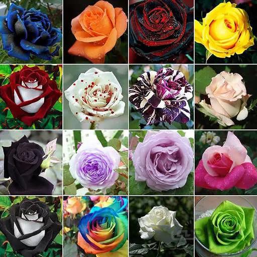 بذر گل رز میکس 10 رنگ