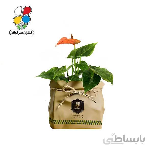 گیاه طبیعی آنتوریوم گلباران سبز گیلان مدل GN12-20K