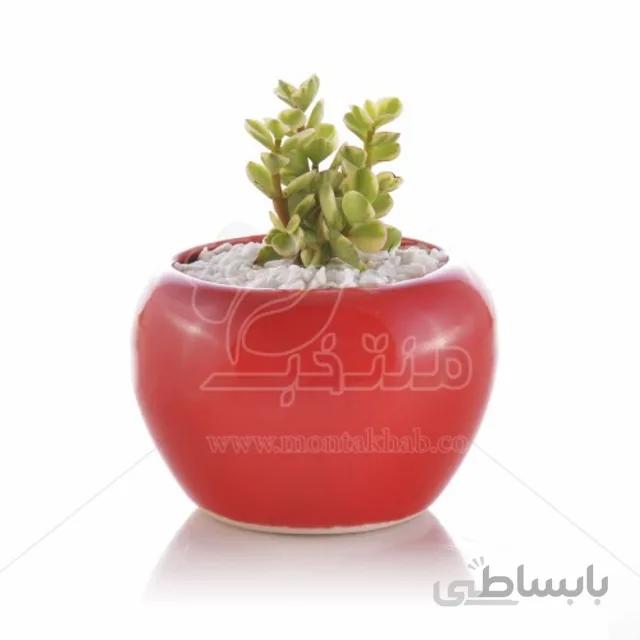 ساکولنت کراسولا خرفه ابلق در گلدان سفالی طرح خمره ای