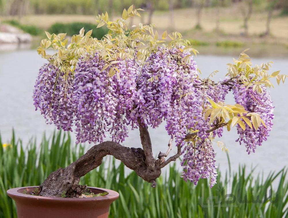 بذر بونسای نوئل آبی