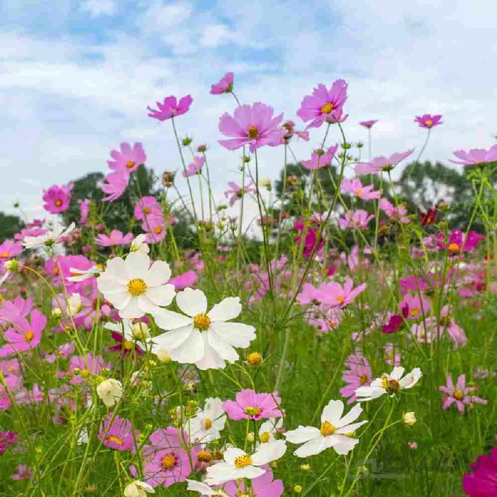 بذر گل ستاره ای میکس پا کوتاه (شاه اشرفی)