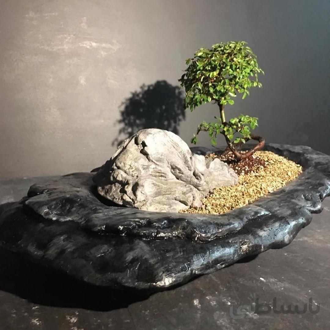 سازه سایکی بونسای نارون