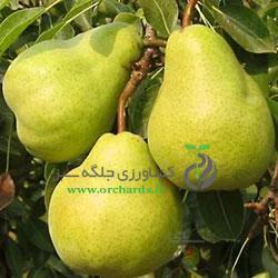 نهال گلابی بیروتی (پایه رویشی) - pear seedlings