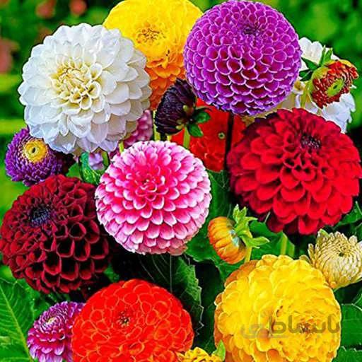 بذر گل کوکب منگوله ای