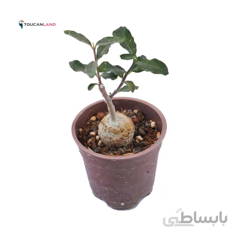 فوکه آ غده ای