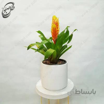 سفارش گل آنلاین – ورزیا – طرح – v012