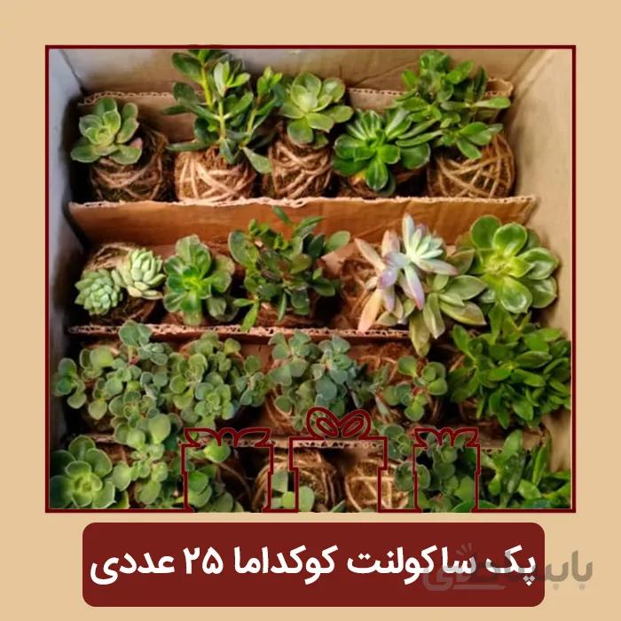 پک ساکولنت کوکداما 25 عددی