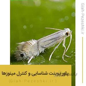 پاورپوینت آماده بررسی زیست شناسی، خسارت و کنترل مینوزها