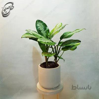 سفارش گل آنلاین – آگلونما فرانسوی طرح A-023