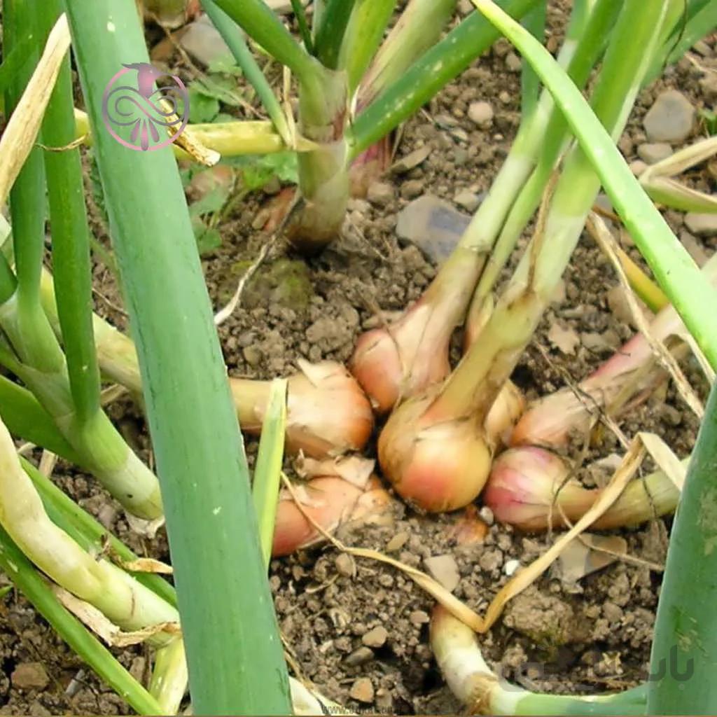 بذر موسیر