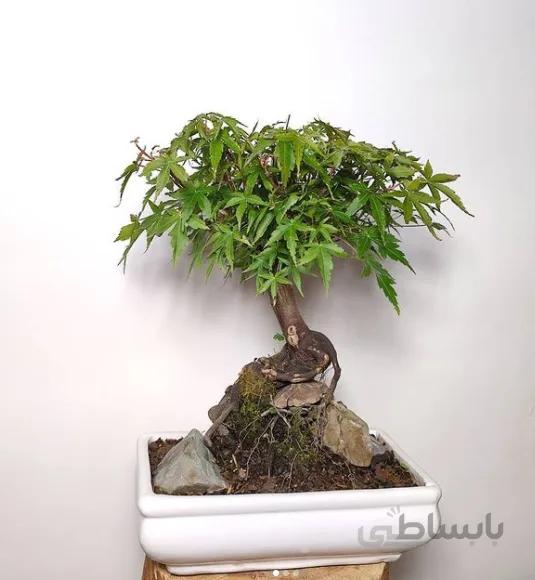 بونسای افرا سبز ژاپنی