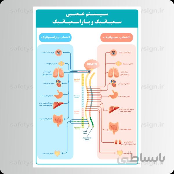 4751 -آناتومی بدون – اعصاب سمپاتیک و پاراسمپاتیک
