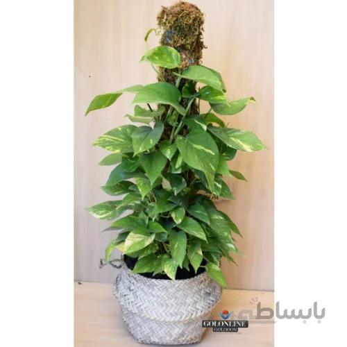 فیلودندرون