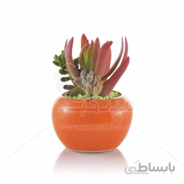 مجموعه ساکولنت در گلدان سفالی طرح خمره ای ارتفاع 12 سانت