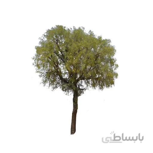 بذر درخت کهور ایرانی