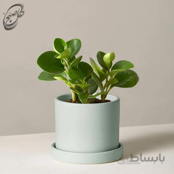 سفارش گل آنلاین – گل قاشقی _ پپرومیا سبز کوچک طرح P-012