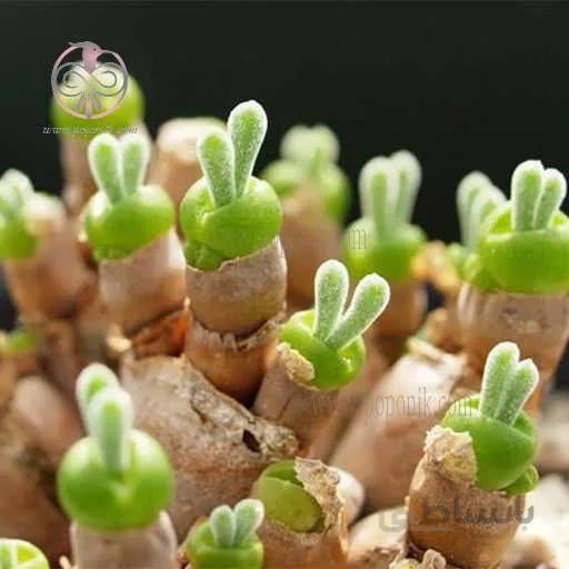 بذر ساکولنت گوش خوکی