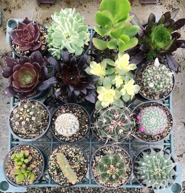 پکیج 80 عددی ساکولنت و کاکتوس ممتاز (گلدان8) عمده